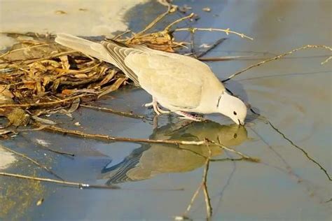 斑鳩死前的徵兆|灰斑鳩